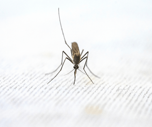 mosquito carries vector-borne disease with bite attempting to find a way through material to bite victim.