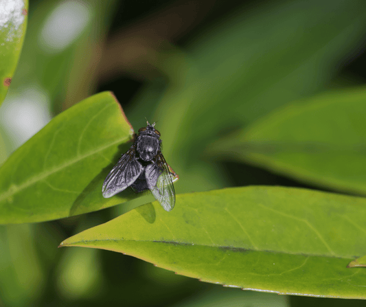 Black Fly on a leaf which bite humans causing symptoms such as swelling, bleeding, and in some cases, an allergic reaction, blood loss, or death