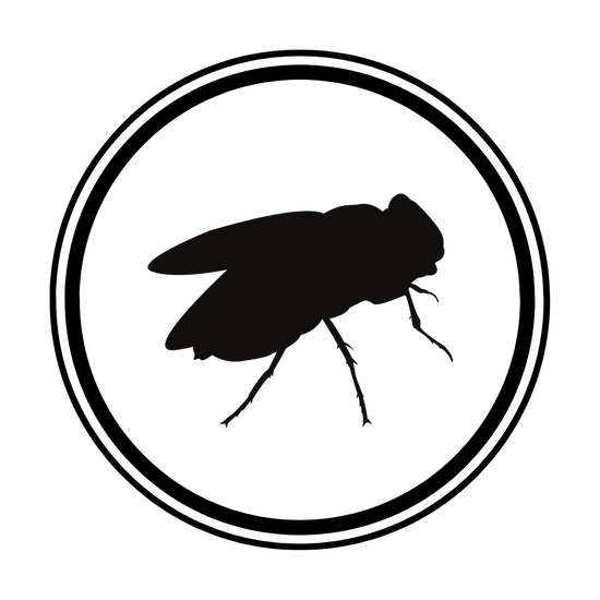 Black Fly positioned to bite which can cause Black Fly Fever which includes symptoms like headache, nausea, fever, and swollen lymph nodes in the neck.